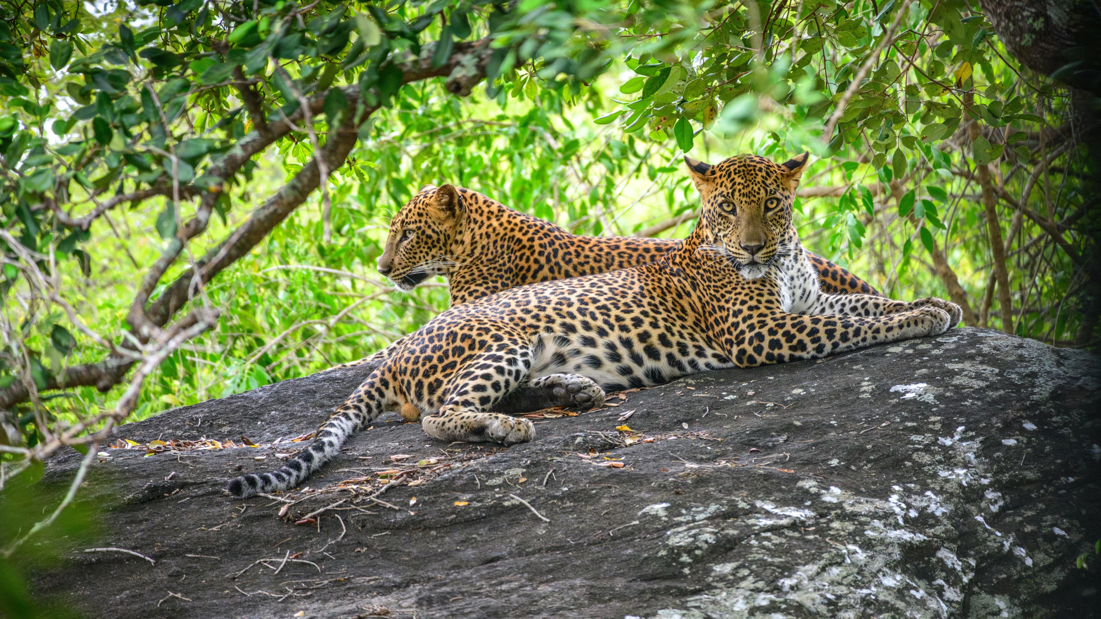 Leopard Safari in Yala National Park Sri Lanka